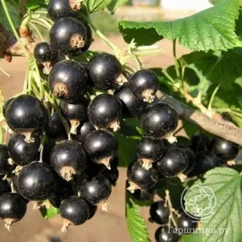 Смородина Оджебин черная