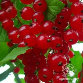 Смородина Памятная красная