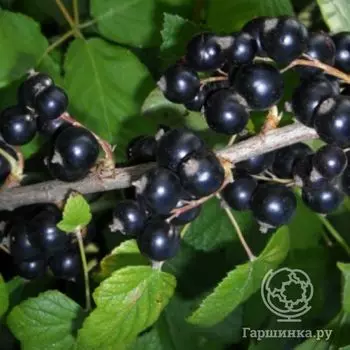 Смородина Рахиль черная