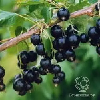 Смородина Велой черная