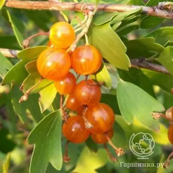 Смородина Венера золотистая