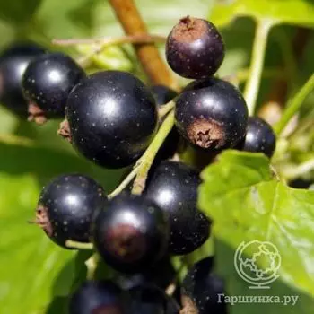 Смородина Витаминная