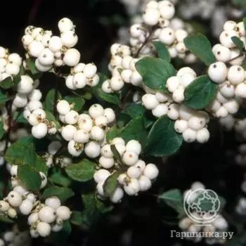 Снежноягодник Вайт Хедж
