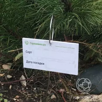 Сортовая бирка с держателем (белая) 5шт