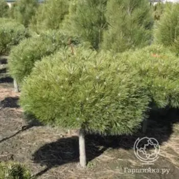 Сосна черная Бамбино на штамбе 40 см