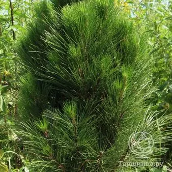 Сосна черная Грин Рокет