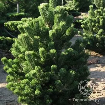Сосна черная Орегон Грин