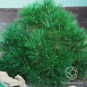Сосна черная Спилберг