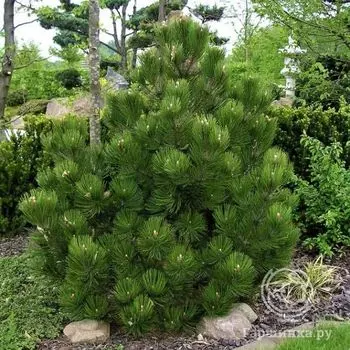 Сосна Гельдрейха Компакт