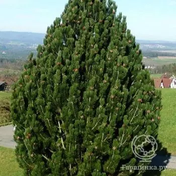 Сосна Гельдрейха Компакт Джем