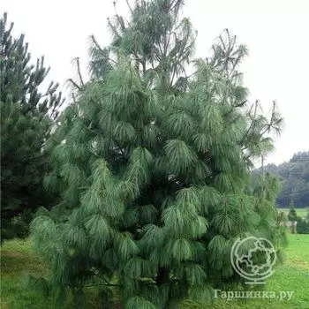 Сосна Гималайская