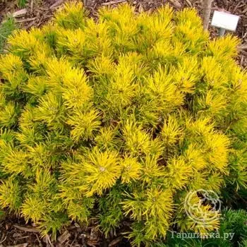 Сосна горная Карстен Винтер Голд