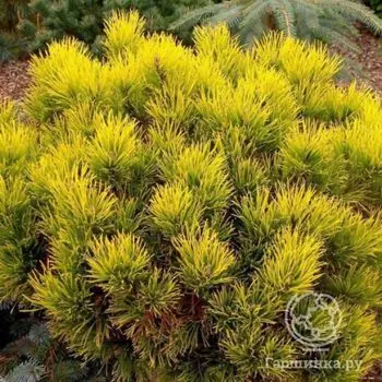 Сосна горная Карстен Винтер Голд