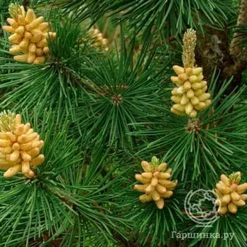 Сосна горная Колумнарис