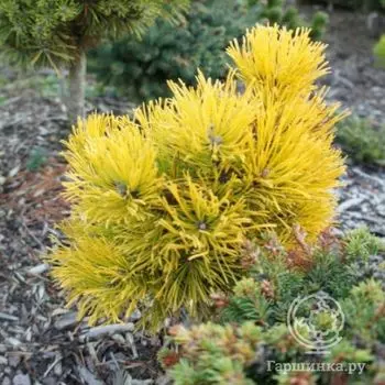 Сосна горная Мопс Голд Ауреа