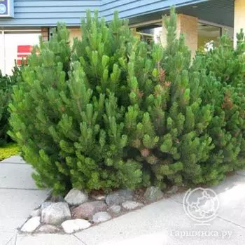 Сосна горная Мугус