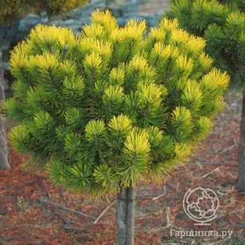 Сосна горная Офир на штамбе 25 см