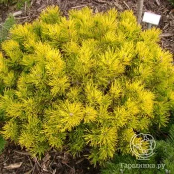 Сосна горная Винтер Голд