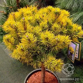 Сосна горная Винтер Голд на штамбе 50см