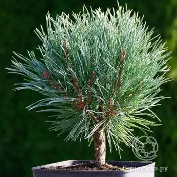 Сосна обыкновенная Чантри Блю на штамбе 60 см