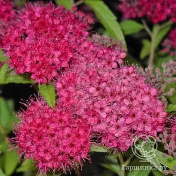 Спирея Антони Ватерер