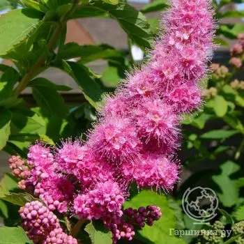 Спирея Билларда