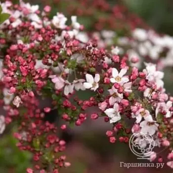 Спирея Фуджино Пинк Тунберга