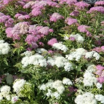 Спирея Широбана (Генпей)