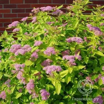 Спирея Голден Принцесс