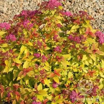 Спирея Голдфлейм