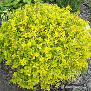 Спирея Голдмаунд японская
