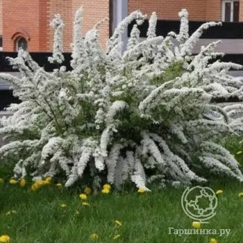 Спирея Грефшейм.