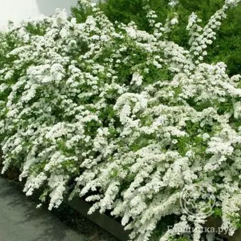 Спирея Грефшейм..