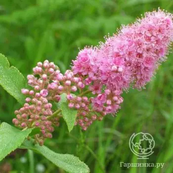 Спирея иволистная