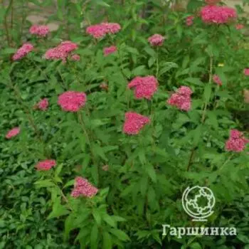 Спирея японская Арнольд