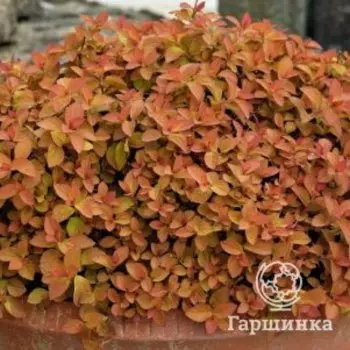 Спирея японская Дзен Спирит Карамель