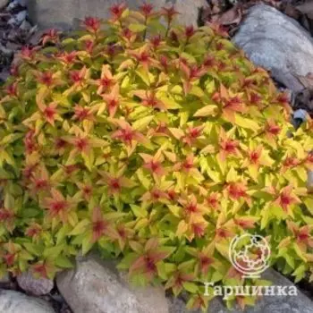 Спирея японская Спарклинг Карпет