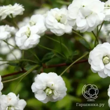 Спирея сливолистная