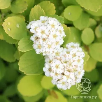 Спирея Тор Голд березолистная