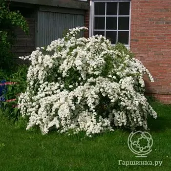 Спирея вангутта.