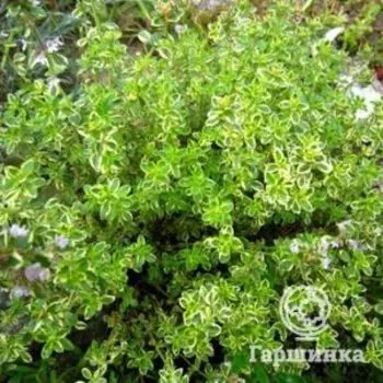 Тимьян Мистик Лемон