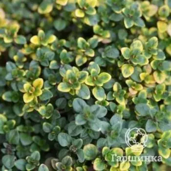 Тимьян Замбези