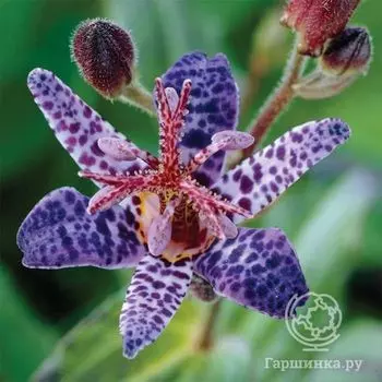 Трициртис Блю Вондер