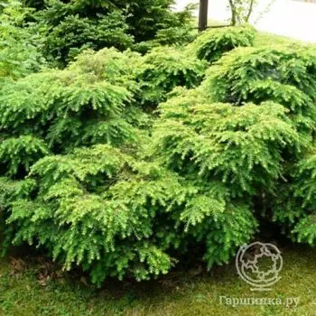 Тсуга канадская Джедделох.