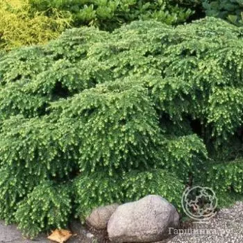 Тсуга Нана канадская