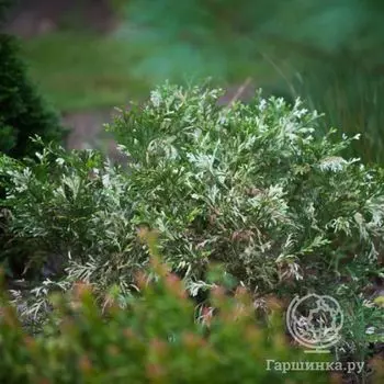 Туевик японский Вариегата