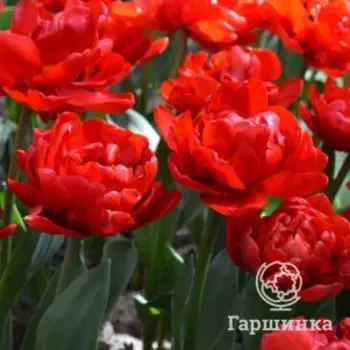 Тюльпан Абба махровый ранний 5шт