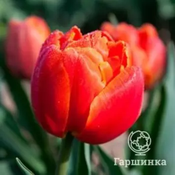 Тюльпан Айкон махровый поздний 5 шт