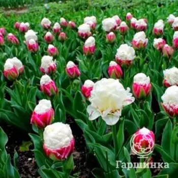 Тюльпан Айс Крим 2 шт