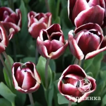 Тюльпан Александр Пушкин Триумф 5шт